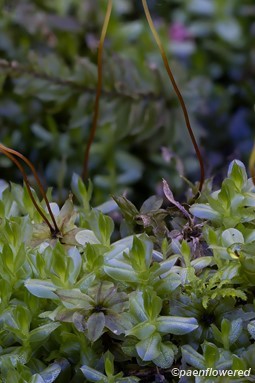 Plant form with capsules